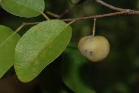 Image result for Pseudolachnostylis maprouneifolia