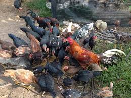 Syarikat kami sedia menerima tempahan untuk semua jenis majlis, restoran, warung dan juga pemborong. Anizam Agrofarm Darjat Ayam Kampung Di Malaysia