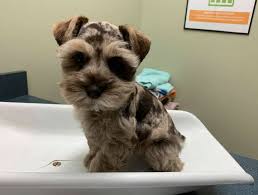8 reviews of the well pet clinic i take my lab solomon in for routine visits. Solomons Dog Veterinarian Dog Vet