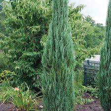 Check spelling or type a new query. Eastern Juniper Pencil Cedar Red Cedar Blue Arrow Juniperus Virginiana My Garden Life