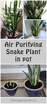 Sometimes the tips of leaves will turn brown or entire leaves will die. Sansevieria Trifasciata Growing How To Care For Snake Plant Snake Plant Guide