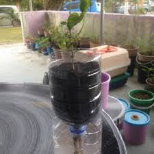 Ini memandangkan pokok cili yang ditanam biasanya akan mengeluarkan hasil yang banyak. Tanam Cili Dalam Botol Tanam Tomato Dalam Botol Mineral Cara Paling Mudah Jimat Ruang