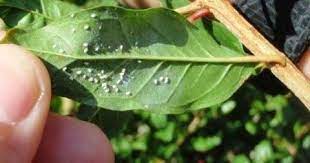 Believed to have originated from central america and its incidence is limited to belize, mexico. Bayu Agro Lalat Putih Lalat Putih Aleurodicus Facebook