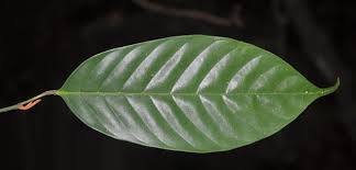 Image result for Olacaceae