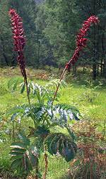 Image result for Melianthaceae
