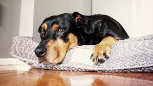 Coughing, ranging from mild to hacking and choking Kennel Cough Causes Symptoms Treatment Purina