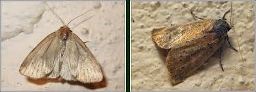 Image result for Photedes minima