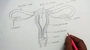 The female reproductive system is comprised of both internal and external reproductive organs that both enable fertilization and support embryonic development. How To Draw Female Reproductive System Easily Step By Step Youtube