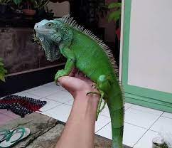 10 Things You Need To Know Before Getting A Pet Green Iguana Petpress Iguana Verde Animais De Estimacao Animais De Estimacao Exoticos