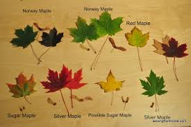 Maple trees belong to the genus acer, and there are over 100 species of maple trees. Find Out Interesting Facts And Uses Of The Maple Wood
