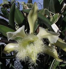 Image result for Vahlia digyna