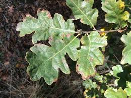 Image result for white oak leaf
