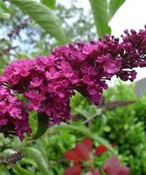 Image result for Motandra paniculata