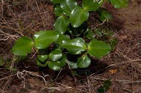 Image result for Warneckea parvifolia