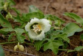 Image result for Momordica balsamina