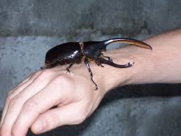 Saiarun Pinaduang As The Rain Stops Falling And The Cool Season Approaches People Of All Ages In The Northern P Rhino Beetle Unusual Hobbies Hercules Beetle