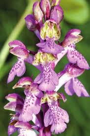 Image result for Polystachya lindblomii