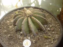 Raro de encontrar en el hábitat. El Cactus Mas Impresionante Que He Visto