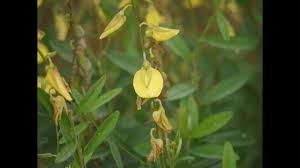 Image result for Crotalaria comosa