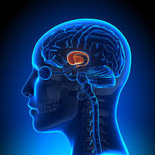 850 Amygdala Stock Photos, Pictures & Royalty-Free Images - iStock