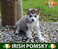 Bella is at the top of the charts when it comes to the quality aspect of things for sure. Pomeranian Husky Puppies For Sale Uk Pets Lovers