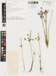 Image result for Cyperus zollingeri