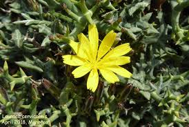 Image result for Launaea