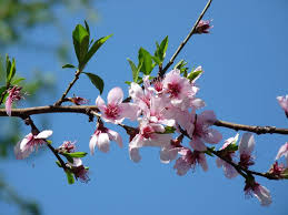Buy georgia fruit trees, georgia peaches, ga belle & elberta. Georgia Backyard Nature Flowers