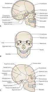Some people have slightly more or fewer. Head And Face Musculoskeletal Key