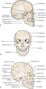 There are eight carpal bones, and 14 are bones of the fingers, which are called proximal, intermediate and distal bones. Head And Face Musculoskeletal Key