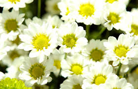 20 خلفية زهور رائعة عالية الدقة مجانا Beautiful Flowers