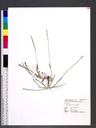 Image result for Lepturus repens