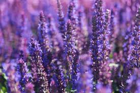 Image result for Pentas pubiflora