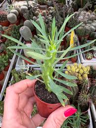 Image result for Nananthus aloides