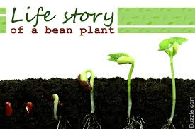 A Slight Sneak Peek At The Life Cycle Of A Bean Plant Biology Wise
