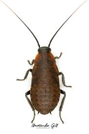 Image result for Dicliptera carvalhoi