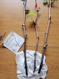 Image result for grapevine cuttings