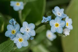 Orientalis, having a thick flower. How To Grow And Care For Forget Me Not Plants