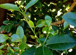 Image result for Elaeodendron