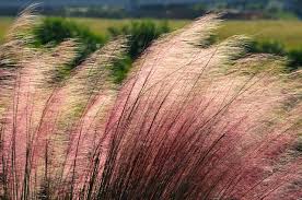 Eastern bottlebrush grass (elymus hystrix) native from nova scotia to georgia and westward to arkansas and minnesota, with scattered populations into north dakota and oklahoma. Ornamental Grasses For Your Landscape In Cumming Georgia