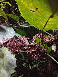 Image result for Urera