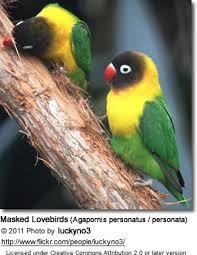 Lovebirds Detailed Information Photos Beauty Of Birds