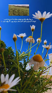 pin by hind 72 المطيري on amani video in 2020 song words photo quotes beauty girl