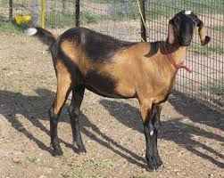 Especially if you have feed. Anglo Nubian Goat Alchetron The Free Social Encyclopedia