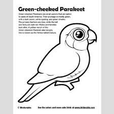I can recall vividly my father introducing me to coloring in sheets as a hobby. Green Cheeked Parakeet Coloring Page Fun Free Downloads Activity Pages Birdorable