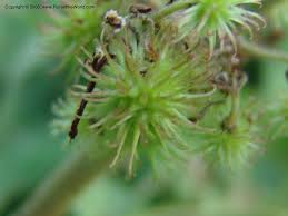 Image result for Triumfetta brachyceras