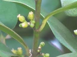 Image result for Suregada