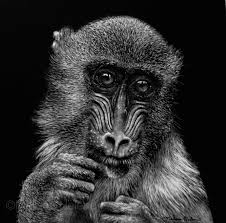 Mandrill Melissa Helene Fine Arts Photography Www Melissahelene Com 6x6 Scratchboard Wildlife Primate Scratchboard Art Scratchboard Artists Scratchboard