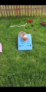 Viral Animals W Ross Smith On Instagram How Bored Are You Via Karcziko Tiktok Karopatki Reels Vira Cute Animals Cute Dogs Funny Animal Videos