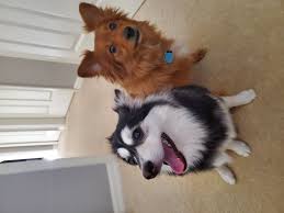 What is the difference between adopting a dog or puppy versus getting dogs for sale or puppies for sale from a dog breeder? Florida Puppies Reviews 5 Reviews Of Floridapuppiesonline Com Sitejabber